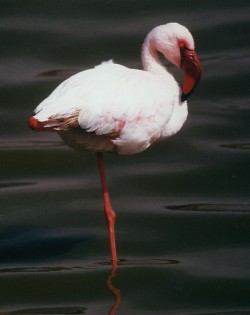 Lesser Flamingo, Phoenicopterus minor