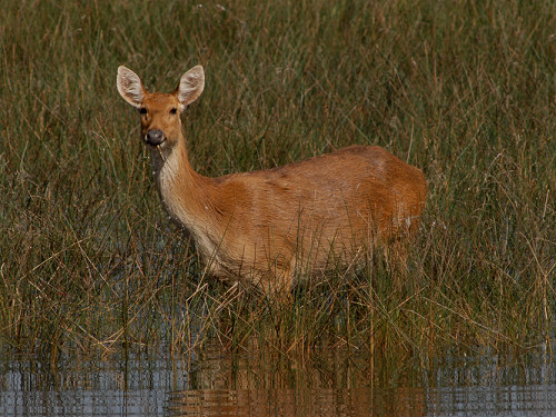 Swamp Deer, Cervus duvaucelii