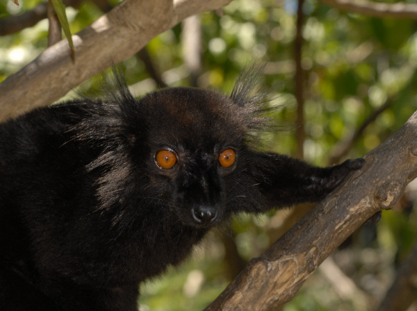 Black Lemur, Eulemur_macaco