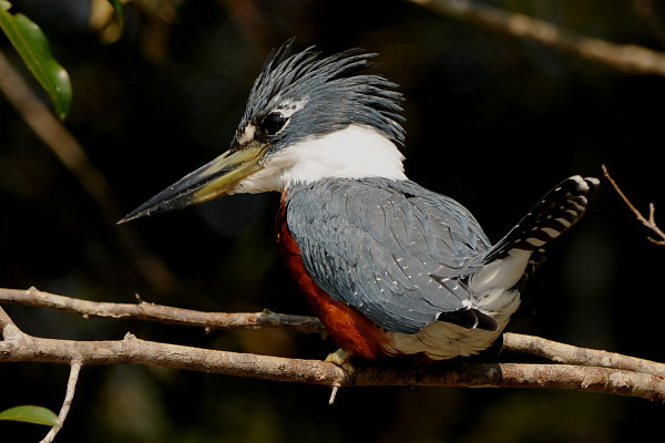 Ringed Kingfisher, Male