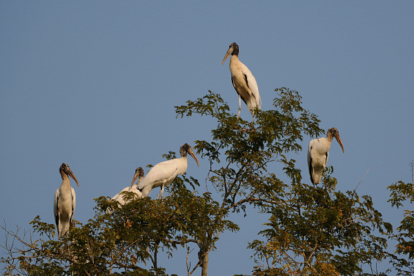 Wood-Stork