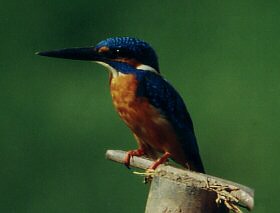 Common Kingfisher, Alcedo atthis