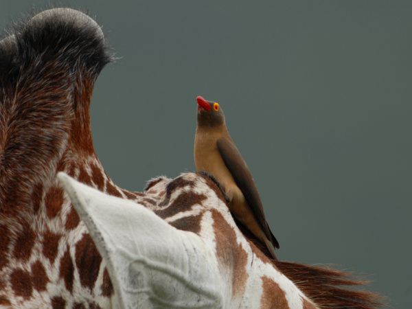 Red-billed Oxpecker, Buphagus erythrorhynchus