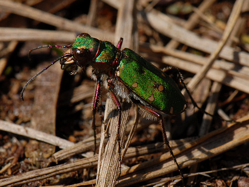 Green Tiger Beetle, Cicindela campestris