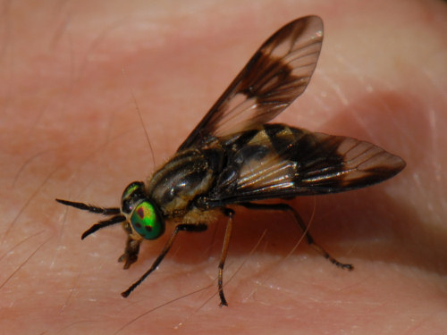 Horse Fly, Chrysops relictus
