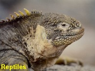 Click and go to our exiting reptiles pages.