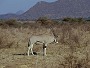 Beisa Oryx, Oryx gazella beisa