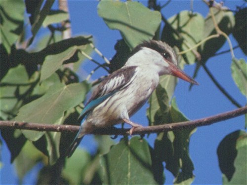 Striped Kingfisher, Halcyon chelicuti