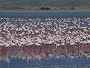 Lesser Flamingoes, Lake Magadi, Ngogorngoro Crater
