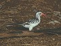 Red billed Hornbill, Tockus erythrorhynchus