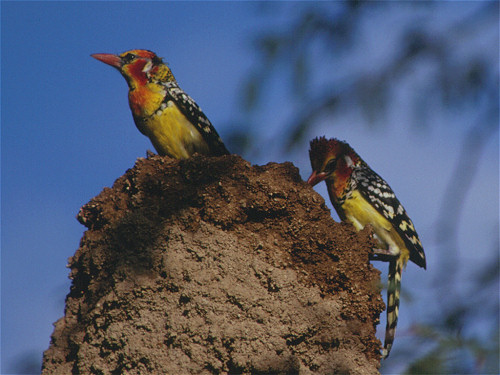 Red and Yellow Barbet, Trachyphonus erythrocephalus