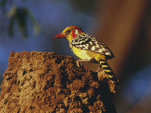 Red and Yellow Barbet, Trachyphonus erythrocephalus