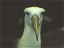 Waved Albatross, Diamedea irrarata