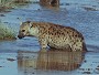 Spotted Hyena, Crocuta crocuta
