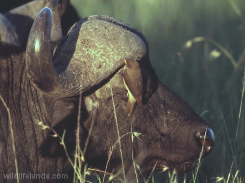 African Buffalo, Syncerus caffer