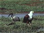 Sacred Ibis with African Fish Eagle