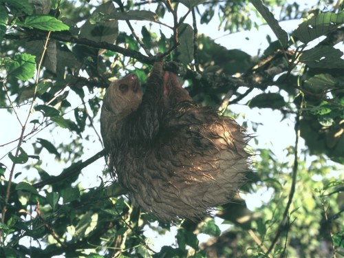 Hoffmans Two-Toed Sloth