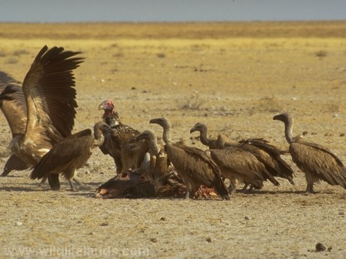 Whitebacked Vulture, Gyps africanus