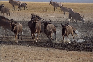 Running Wildebeest,Connochaetes taurinus, Etosha, Namibia
