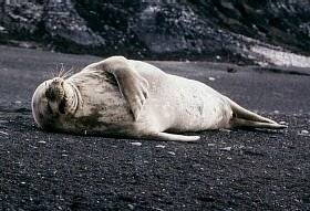 Crabeter Seal, Lobodon carcinopgagus
