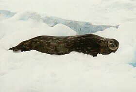 Weddell Seal, Leptonychotes weddellii