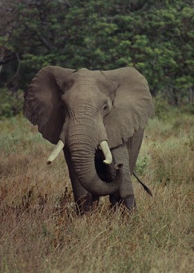 African Elephant, Ngorongoro Crater, Tanzania