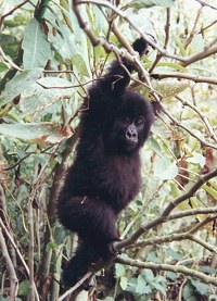 Young Gorilla, Gorilla gorilla.