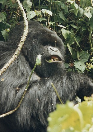 Male Silverback, Gorilla gorilla