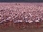 1.085.764 Lesser Flamingoes, Lake Bogoria