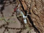 Nubian Woodpecker, Campethera nubica