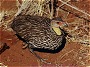 Yellownecked Spurfowl, Francolinus leucoscepus