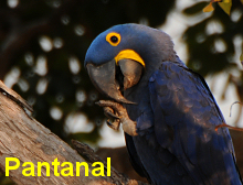 Click and go to our Pantanal Images