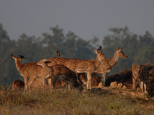 Spotted Deer, Axis axis