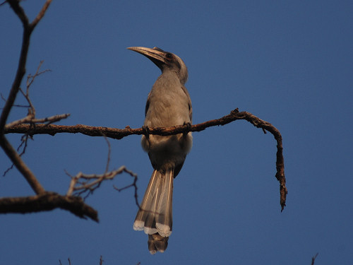Indian Grey Hornbill, Ocyceros birostris