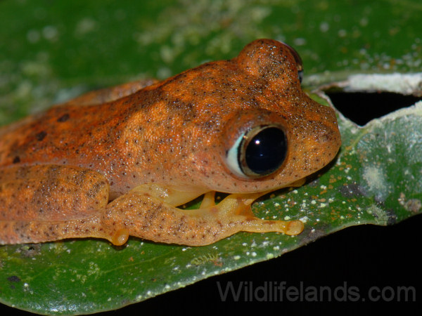 Madagascar Treefrog, Boophis sp