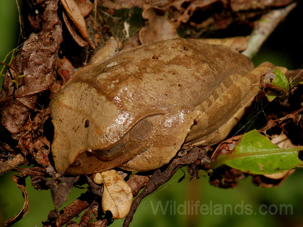 Madagascar Treefrog, Boophis sp