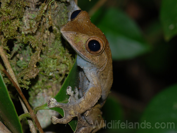Madagascar Treefrog, Boophis Madagascarensis