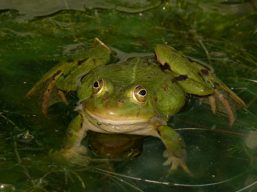 Pool Frog, Rana lessonae