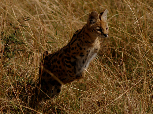 Hunting Serval