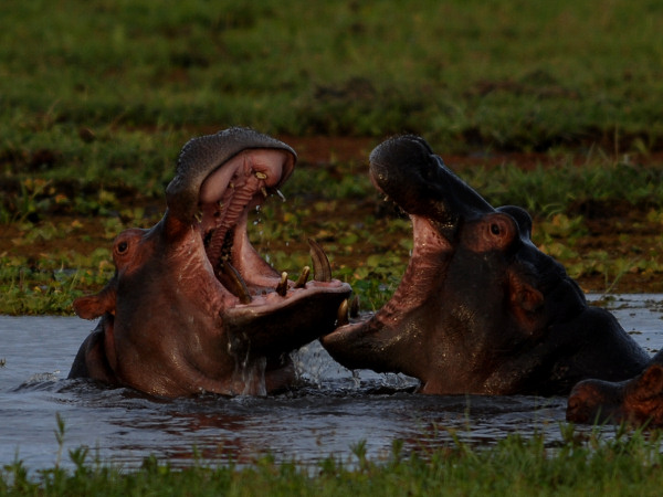 Fighting Hippos