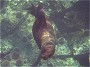 Galpagos Sea Lion, Zalophus californianus