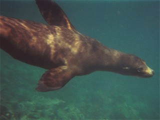 Galpagos Sea Lion, Zalophus californianus