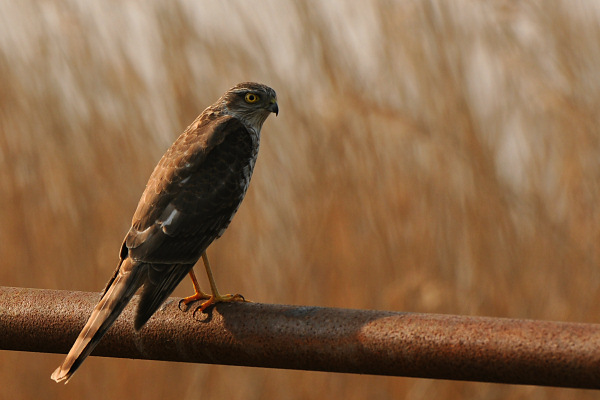 Eurasian Sparrow-Hawk