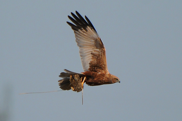 Marsh Harrier with Hare