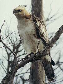 Crested Hawk Eagle, Spizaetus cirrhatus