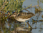Painted Snipe, Rostratula, benghalensis