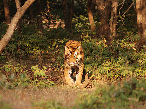 Bengal Tiger, Panthera tigris