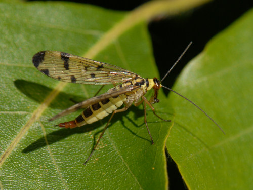 Scorpion Fly, Panorpa communis