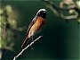 Common Redstart, Phoenicurus phoenicurus