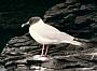 Swallowtailed Gull, Creagrus furcatus
